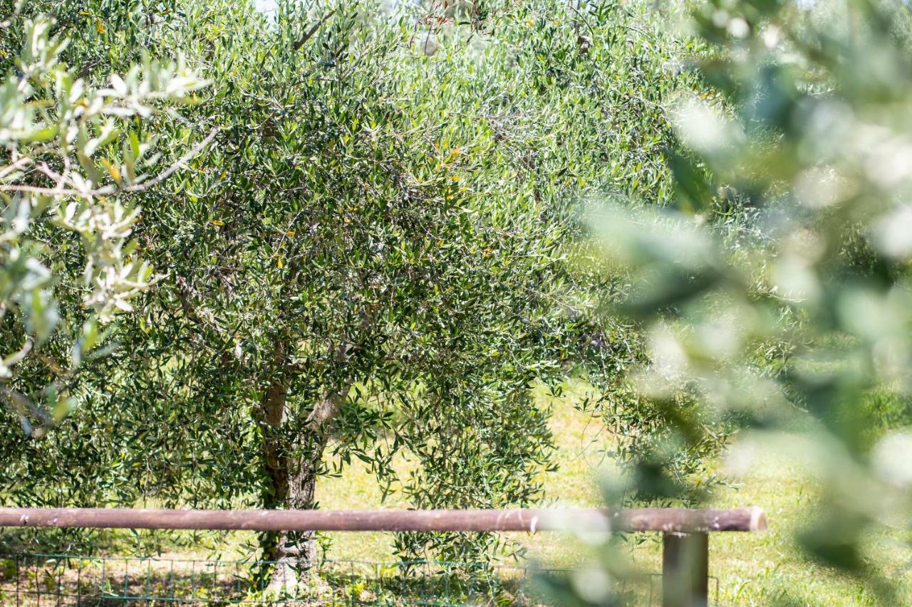 Agriturismo Filettro Volterra Exteriör bild